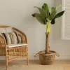 Bananeira