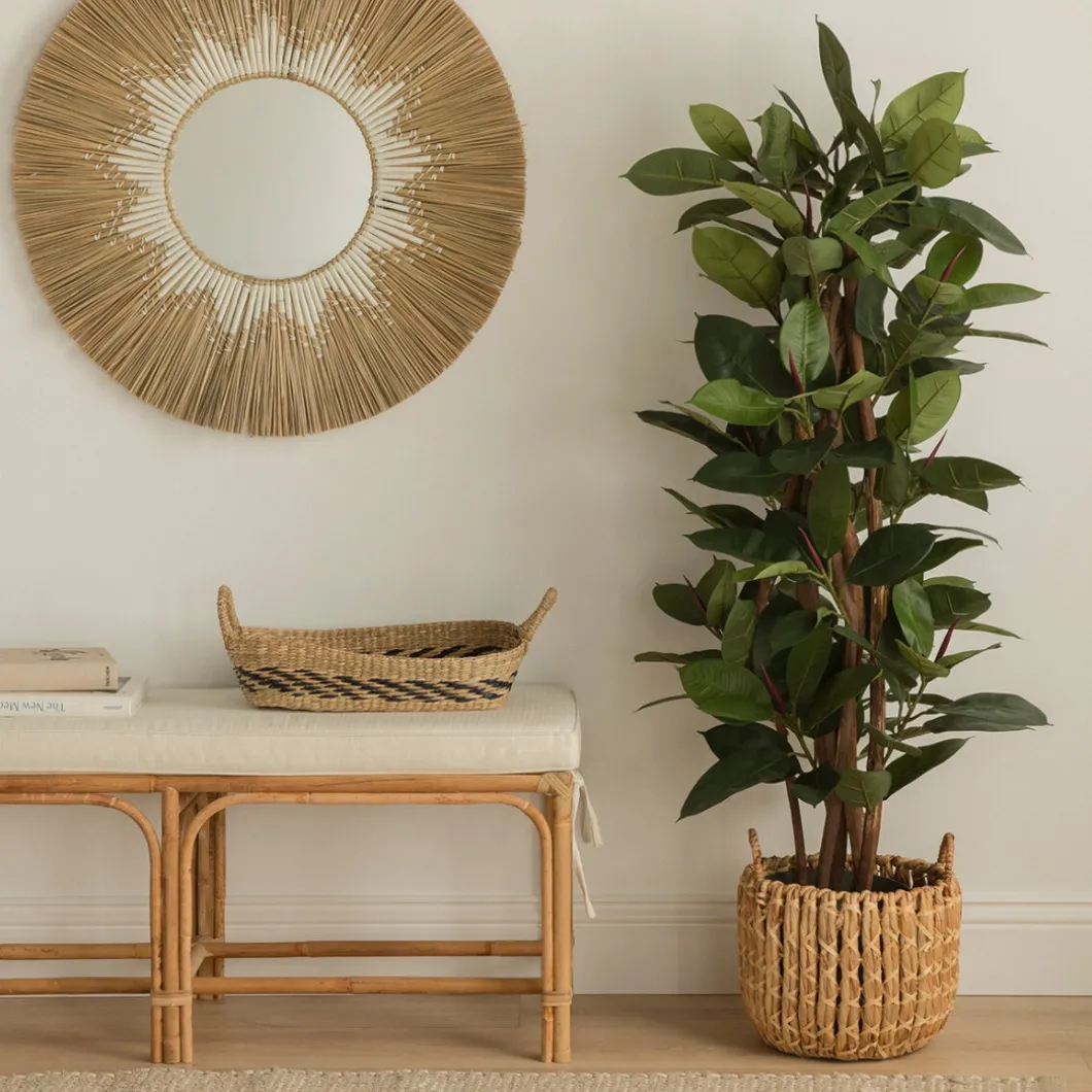 Ficus